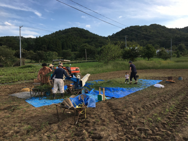藍染をするための藍を収穫し、葉と茎を分ける作業
