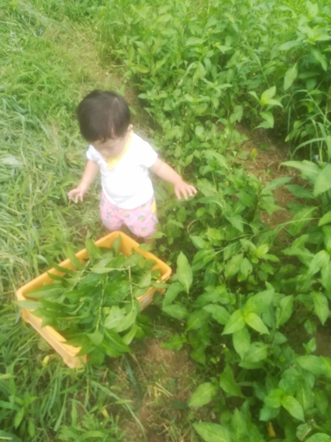 藍の葉を収穫する娘