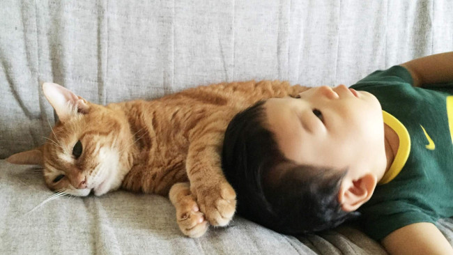 《ペット飼っていますか？》我が家のペット×こどもとの生活　〜猫編〜
