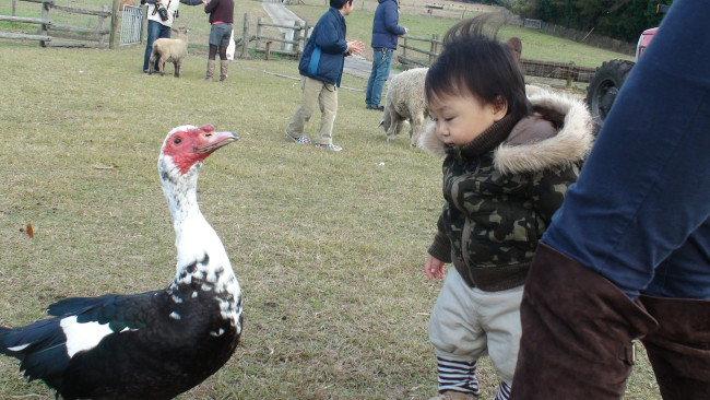広大な敷地のなかでたくさんの動物と触れ合えます。乳搾りや手作り体験など、体験型イベントも盛りだくさん！