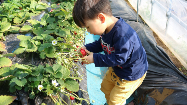 《子連れアウトドア》いまがシーズン！ 小さな子どもも楽しめるいちご狩りに行ってきました♪