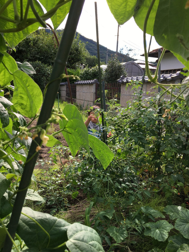 うっそうとしげるトマトといんげん（このあたりではいんげんを”ささぎ”と呼ぶようです）を掻き分け収穫