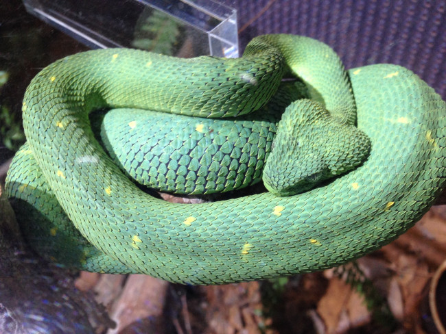 こ〜んな爬虫類も！　驚きの連続、新感覚の体験型動物園です♡