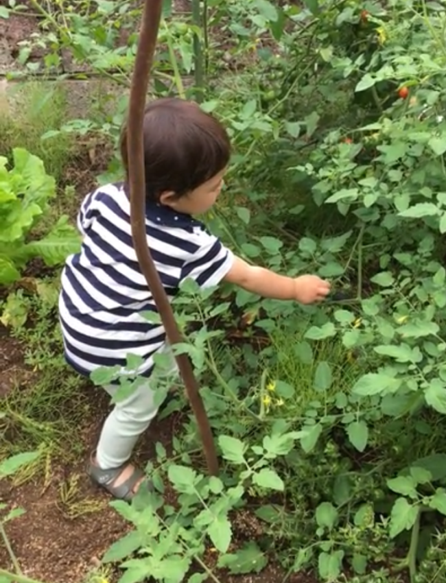 保育所から帰るとまずトマトの収穫（青いのばかりとる）